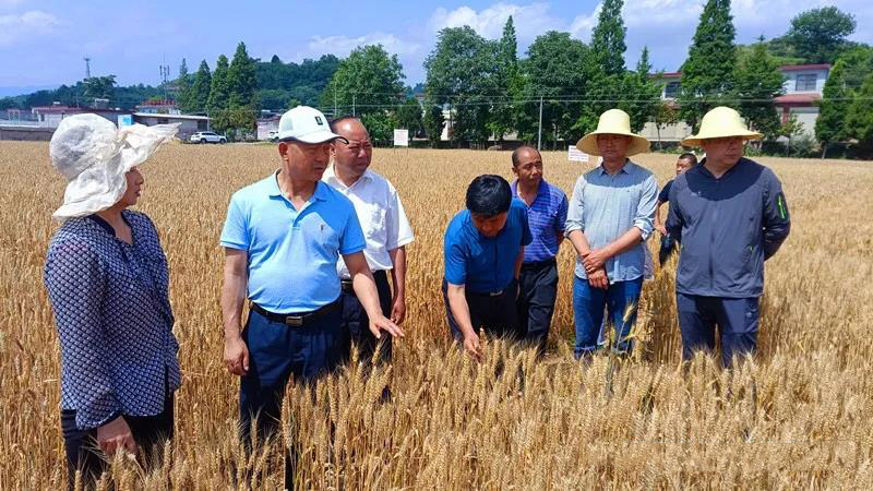 省农技总站站长赵贵宾一行莅临徽县检查指导农技推广工作