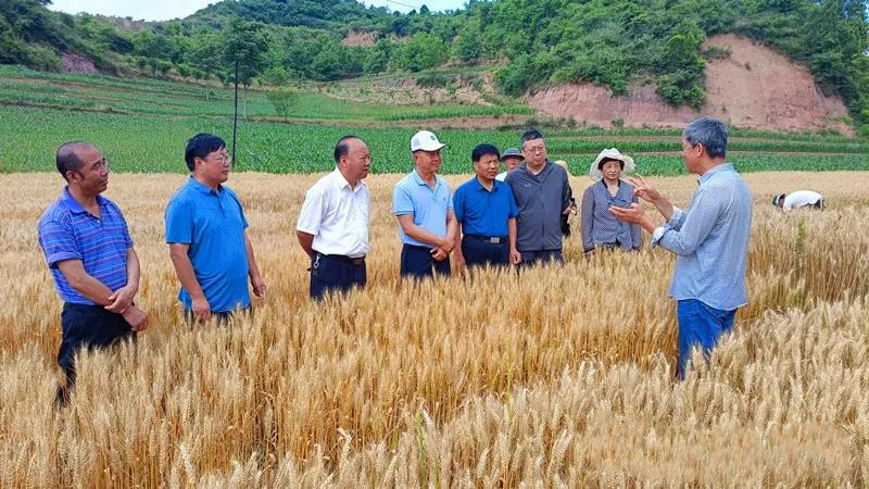 省农技总站站长赵贵宾一行莅临徽县检查指导农技推广工作