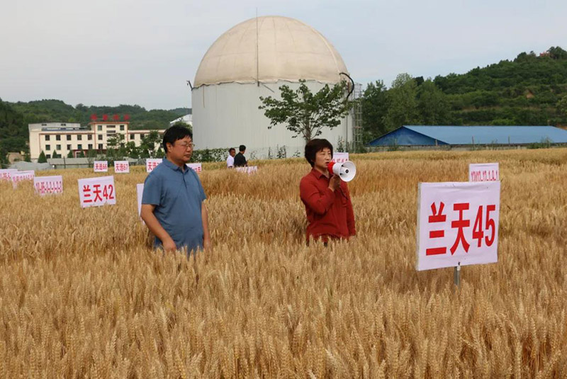 徽县2021年夏季粮油生产现场观摩会观摩团到伏家镇观摩夏季粮油生产工作