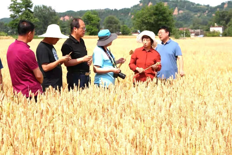 全国农技中心技术专家调研指导徽县冬小麦条锈病等重大病虫害防控情况