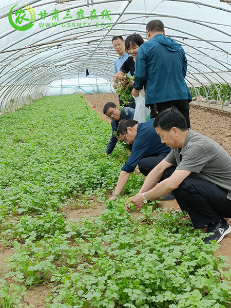 甘谷县完成2021年第二次市级农产品质量​安全例行监测抽样工作
