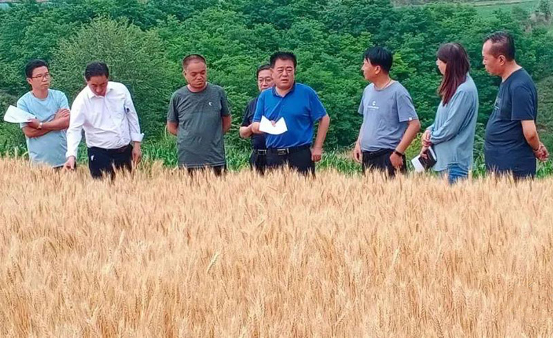 杨军平调研灵台县小麦良种推广工作