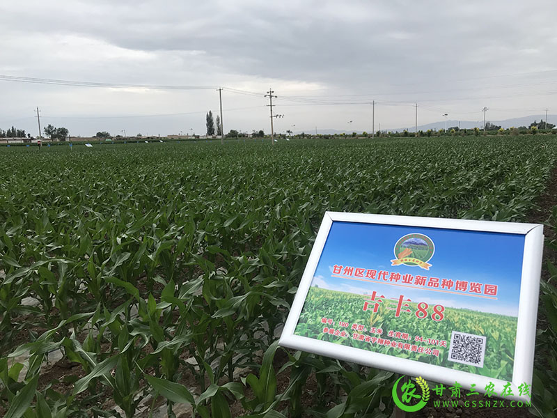 全省农技推广抓点示范现场观摩团走进甘州区观摩农业科技综合示范点
