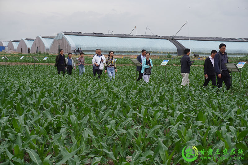 全省农技推广抓点示范现场观摩团走进甘州区观摩农业科技综合示范点