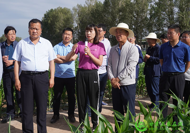全省农技推广抓点示范现场观摩团赴高台县观摩千亩玉米高产绿色生产示范点