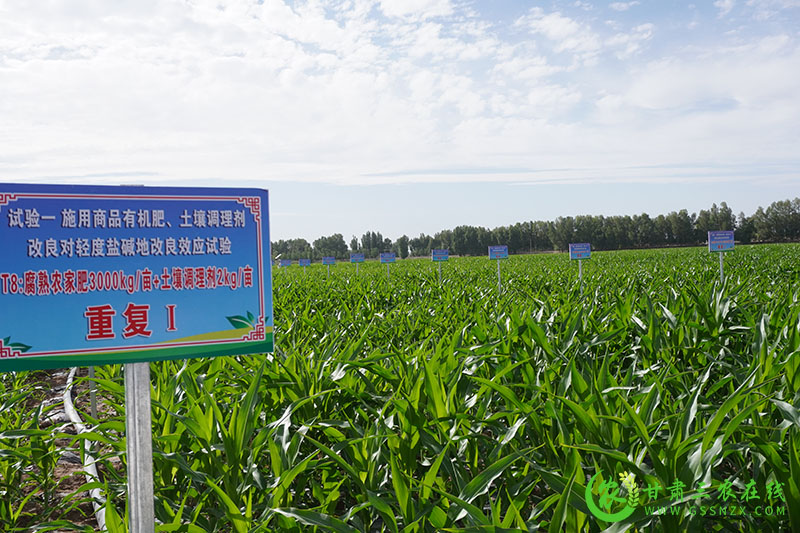 全省农技推广抓点示范现场观摩团赴高台县观摩千亩玉米高产绿色生产示范点