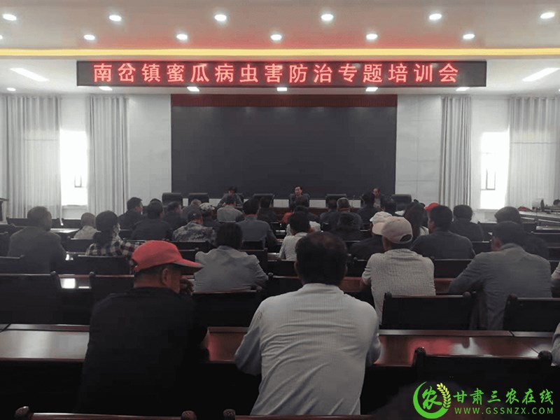 瓜州：蜜瓜管护正当时 农技服务送上门