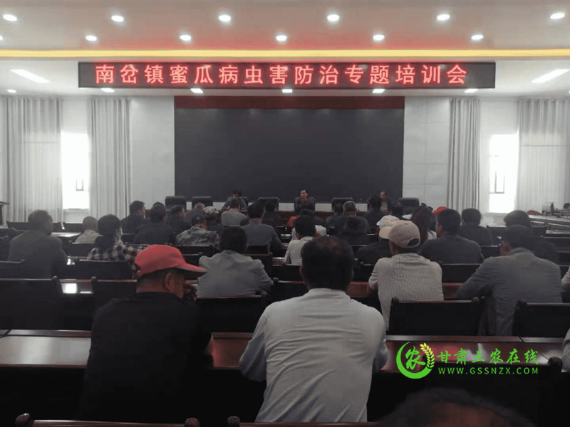 瓜州：蜜瓜管护正当时 农技服务送上门
