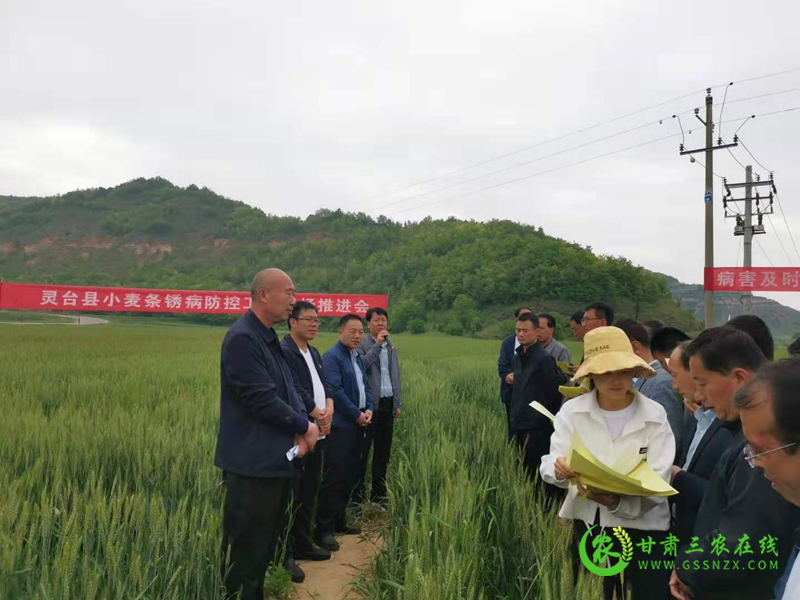 灵台县强化组织领导靠实工作责任开展小麦条锈病防控
