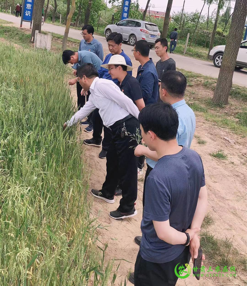 灵台县强化组织领导靠实工作责任开展小麦条锈病防控