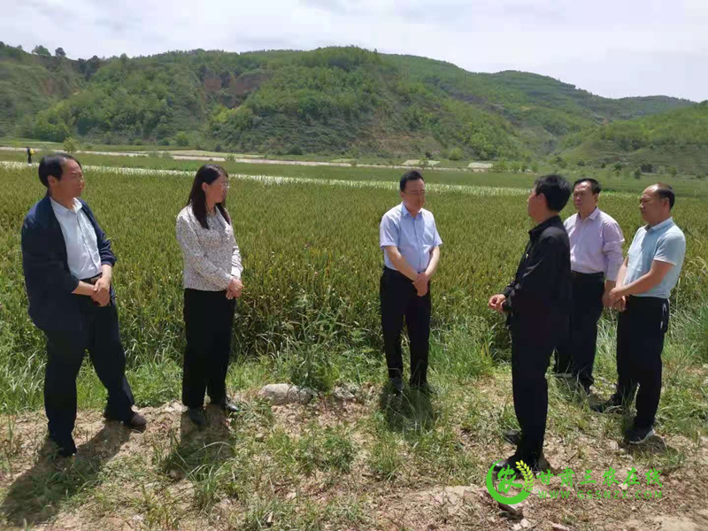 灵台县强化组织领导靠实工作责任开展小麦条锈病防控