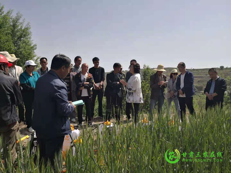 安定区召开小麦条锈病防控及农药安全施用技术现场培训会