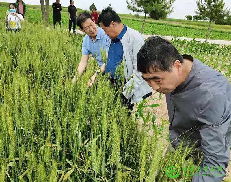 镇原县全面掀起小麦条锈病防控新高潮