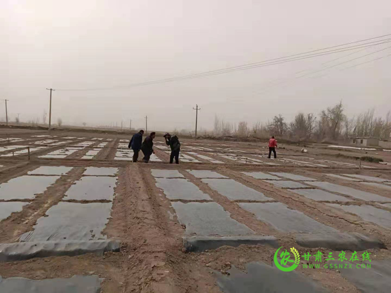 酒泉市农技​中心以试验示范为抓手积极推进化肥减量增效