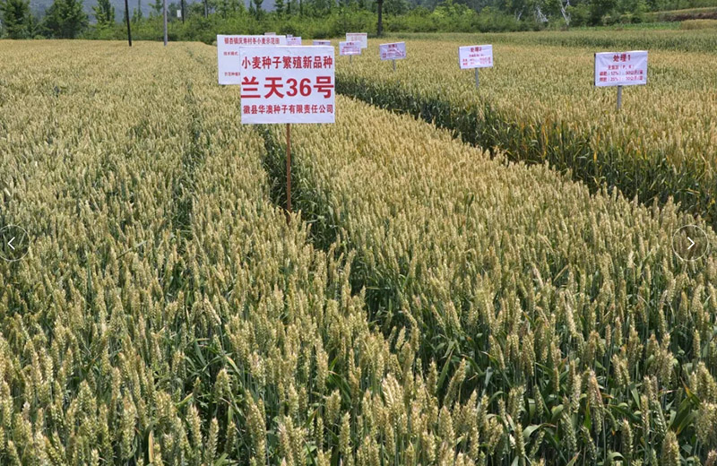省冬小麦新品种观摩团深入银杏树镇省级小麦区试及良种示范基地观摩指导
