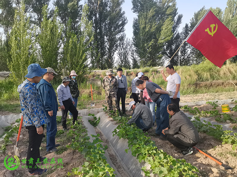 敦煌市农技中心践行党史教育 提升科技服务水平