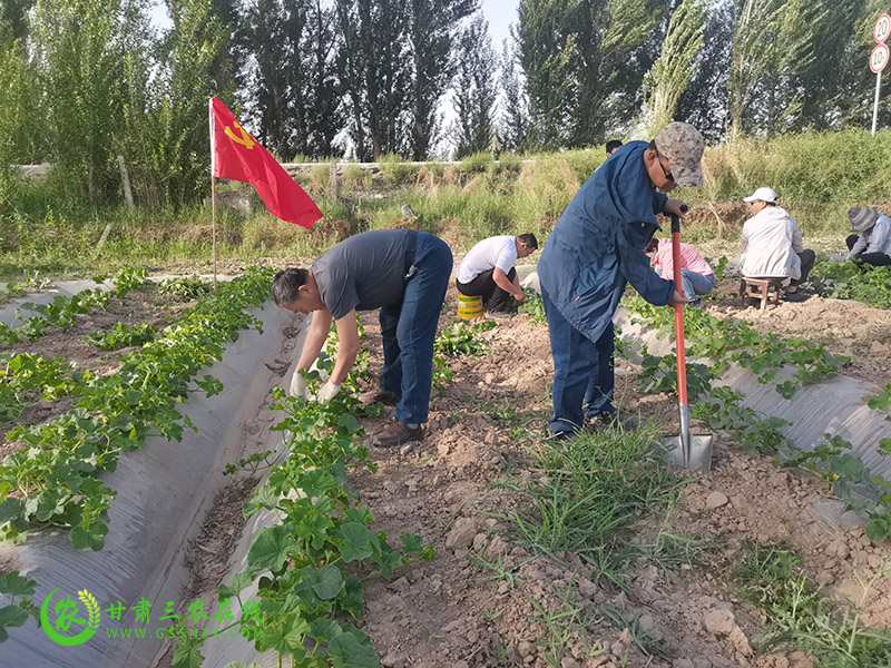 敦煌市农技中心践行党史教育 提升科技服务水平