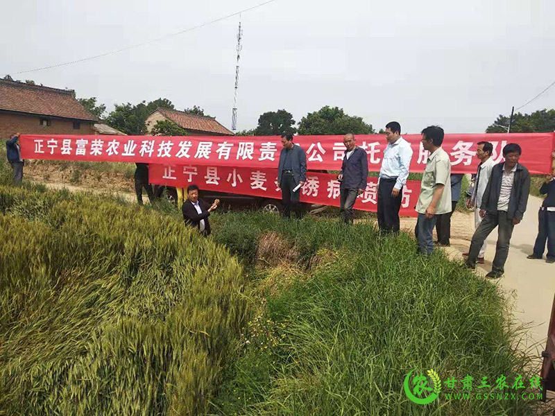 庆阳市农技中心督导正宁县小麦条锈病防控工作