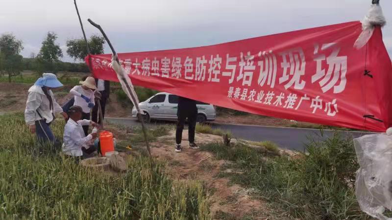 景泰县积极开展小麦条锈病防控工作