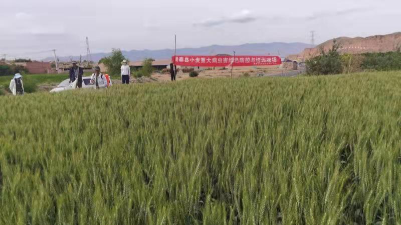 景泰县积极开展小麦条锈病防控工作