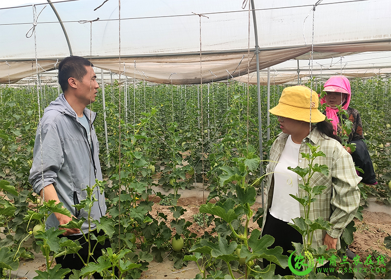 瓜州县农技中心：技术送到田间地头  服务融进群众心里