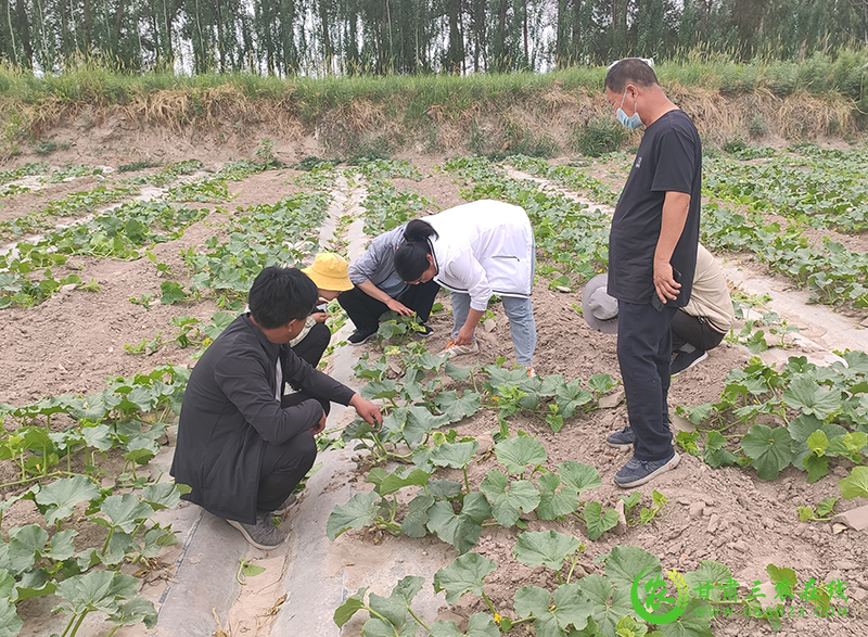 瓜州县农技中心：技术送到田间地头  服务融进群众心里