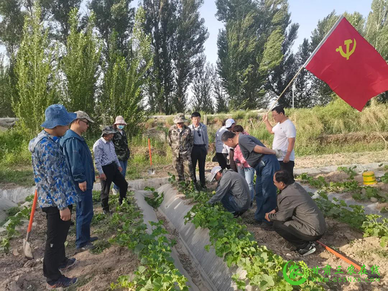敦煌市农技中心“立体式”学习出“十”招  确保党史教育入脑入心