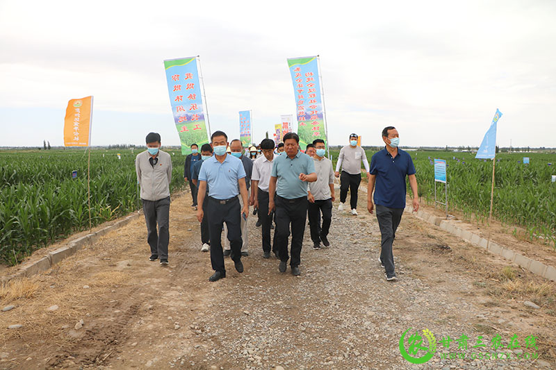 全省农技推广抓点示范现场观摩团赴肃州区观摩现代农业发展建设情况
