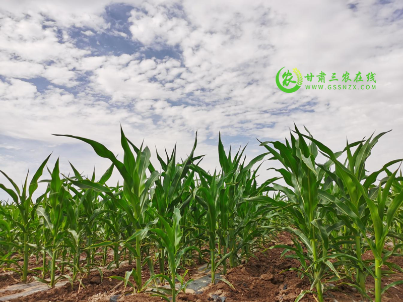 高台县示范推广玉米“一增四改两推”技术助推粮食提质增效