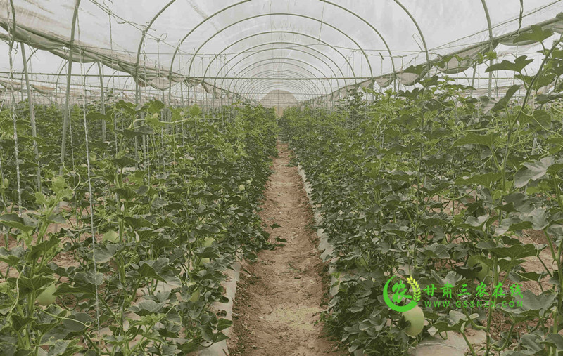 瓜州：蜜瓜管护正当时 农技服务送上门