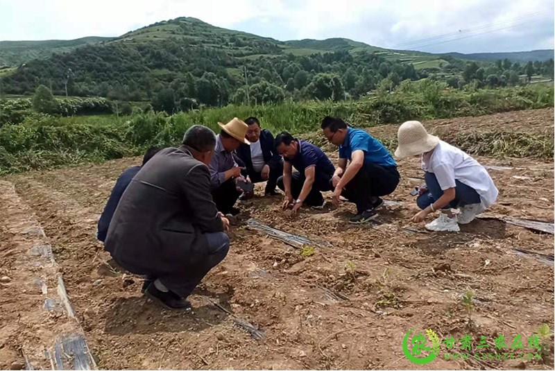 省农机推广总站专家指导​和政县中药材产业机械化推进工作