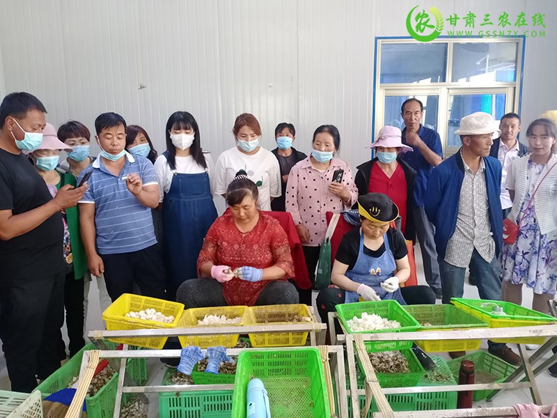 渭源县园艺站观摩团一行到甘肃省食用百合科技创新联盟优秀龙头企业参观学习