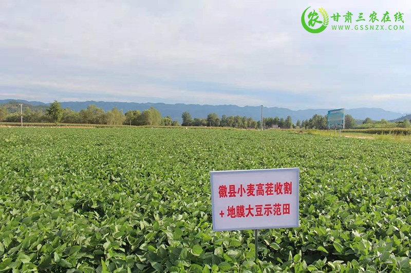 徽县化肥减量增效项目实施成效显著实现丰产增收
