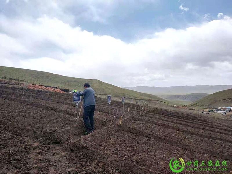 合作市建立奖罚机制确保化肥减量增效项目任务顺利完成