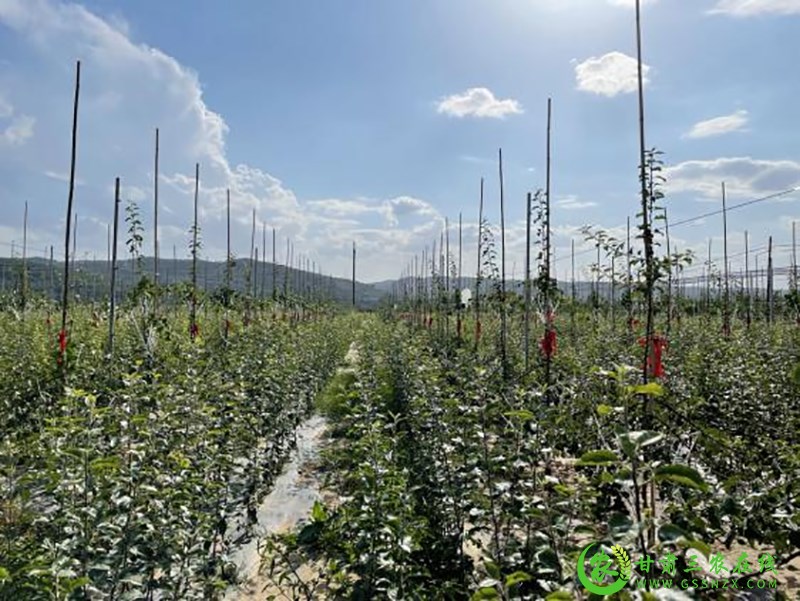 省经作站站长李向东一行调研指导静宁县苹果重茬建园和矮砧密植项目实施工作