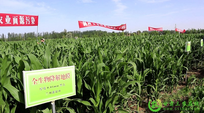 临泽：示范推广可降解农用地膜  破解“白色污染”难题