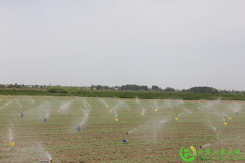 全国蔬菜病虫害绿色防控暨植物源农药应用技术培训班在​张掖举办