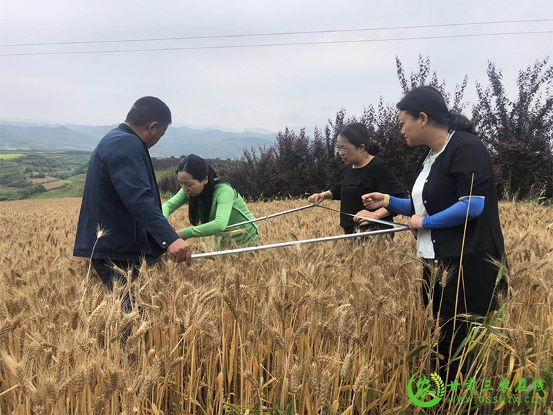 徽县不断探索化肥减量增效集成技术带动全县化肥用量实现负增长