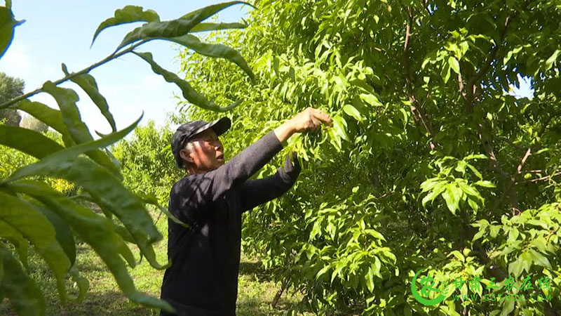 金塔县特色“小桃子 ” 鼓了群众“钱袋子”