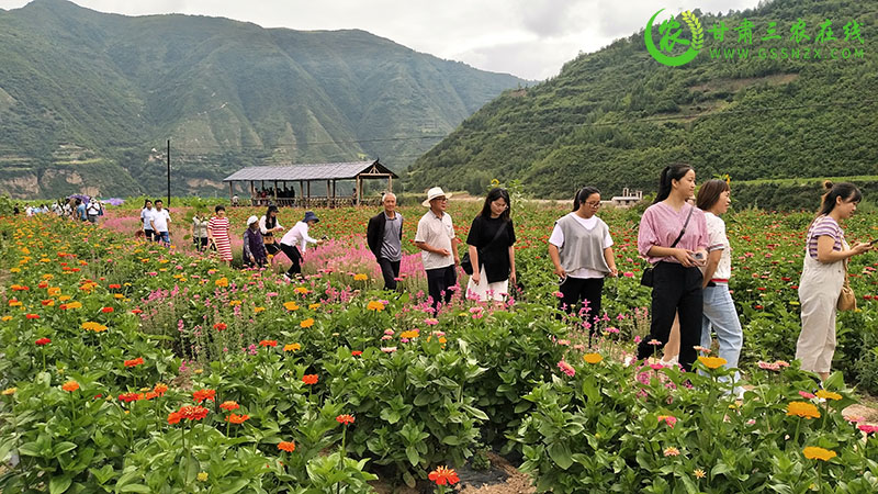 宕昌：缸沟花海喜开园 乡村旅游田园打卡地