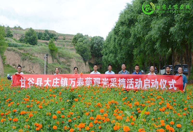 甘谷县：产业遍地花 药菊采摘忙