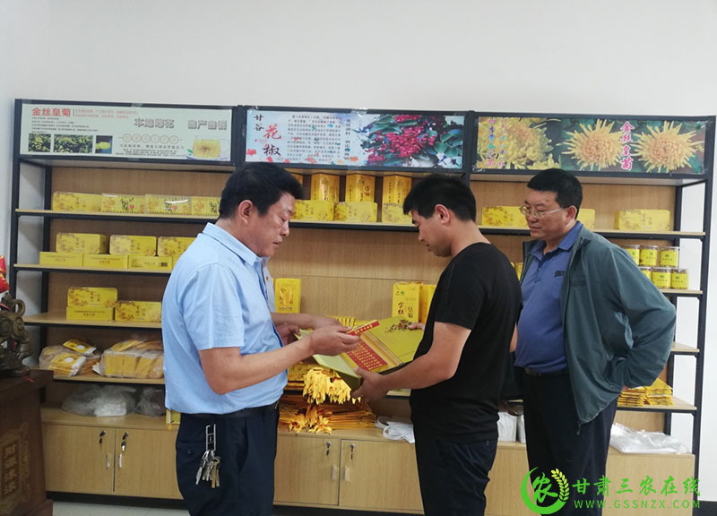 甘谷县：产业遍地花 药菊采摘忙
