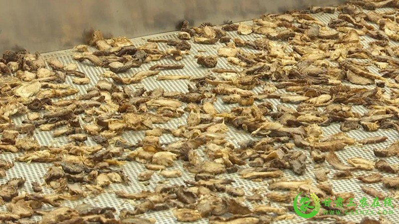 金塔县特色中药材种植 带来丰收好“钱”景