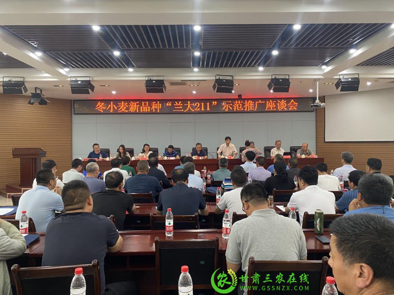 旱地冬小麦新品种“兰大211“现场观摩会在张家川召开