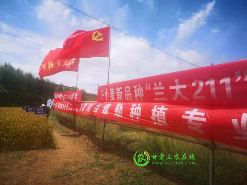 旱地冬小麦新品种“兰大211“现场观摩会在张家川召开