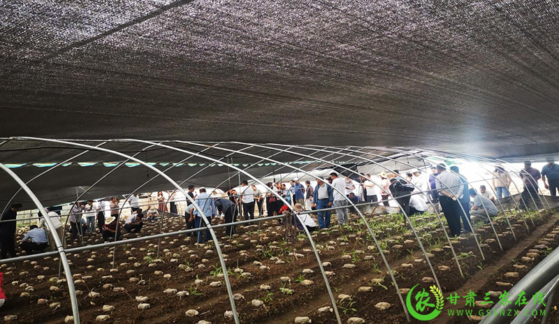 临夏州农技中心举办全州化肥减量增效与退化耕地治理技术现场观摩培训会