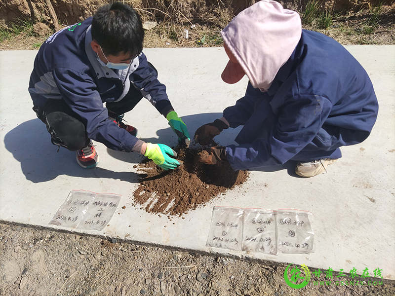 合作市2020年化肥减量增效项目各项工作有序进行