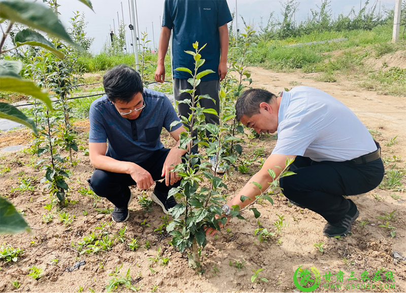省经作站站长李向东一行调研督导麦积区苹果绿色高质高效建设工作