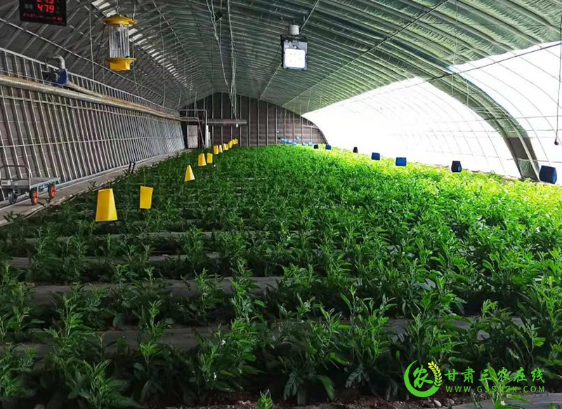 酒泉市农技系统抓点示范现场观摩培训活动顺利进行
