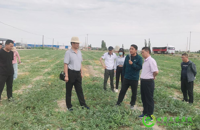酒泉市农技中心科技兴农巾帼在行动
